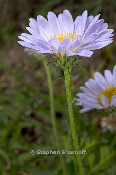 erigeron glacialis var glacialis 9 graphic